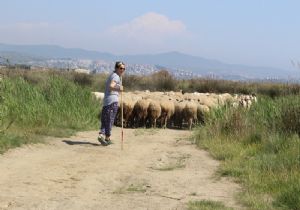 Sertifikalı modern kadın çoban