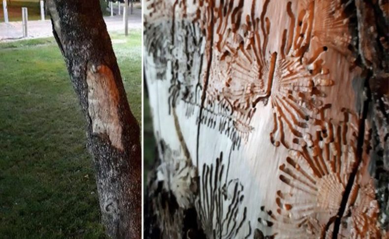 'Ağaç kurdu sanatı'