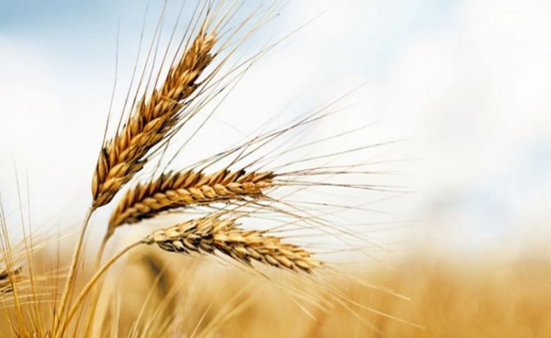 'Buğdayın Akdeniz’deki yolculuğu' başlıyor