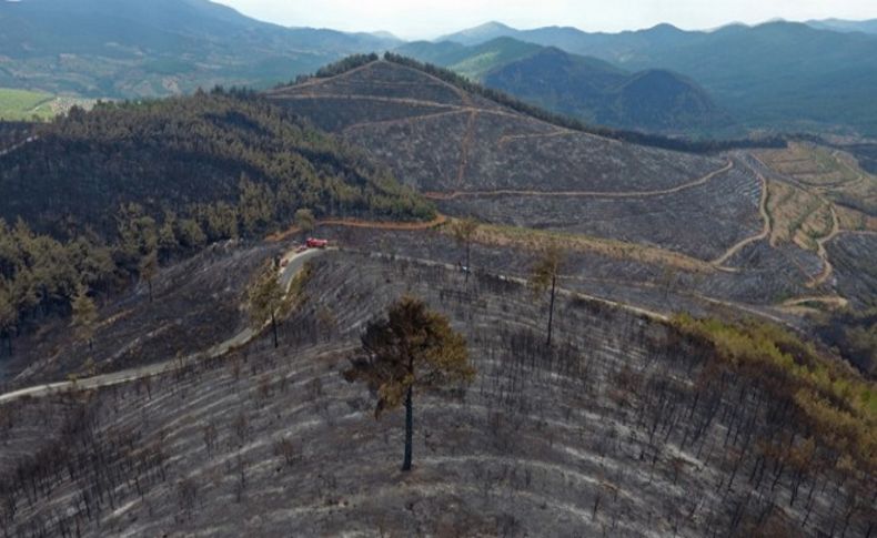 500 hektar kül oldu; Ne zaman ağaçlandırılacak