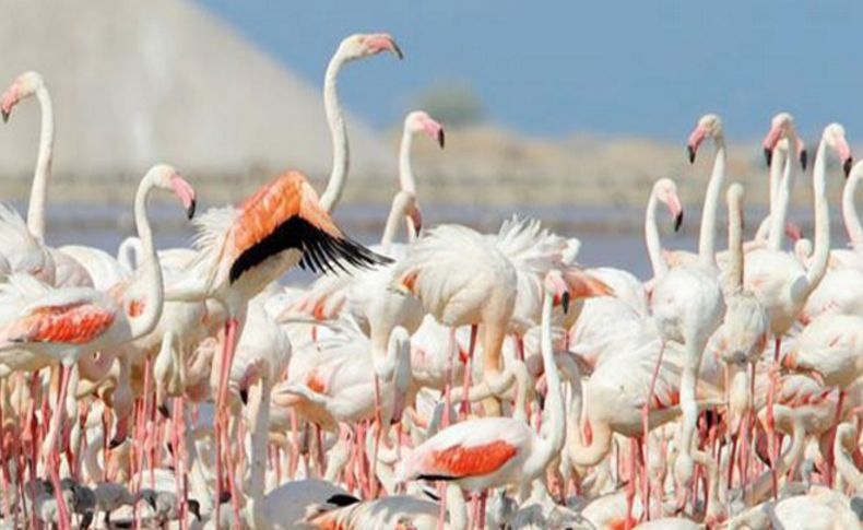 Bakanlık’tan o iddialara yanıt:Flamingoları etkilemesi söz konusu değil