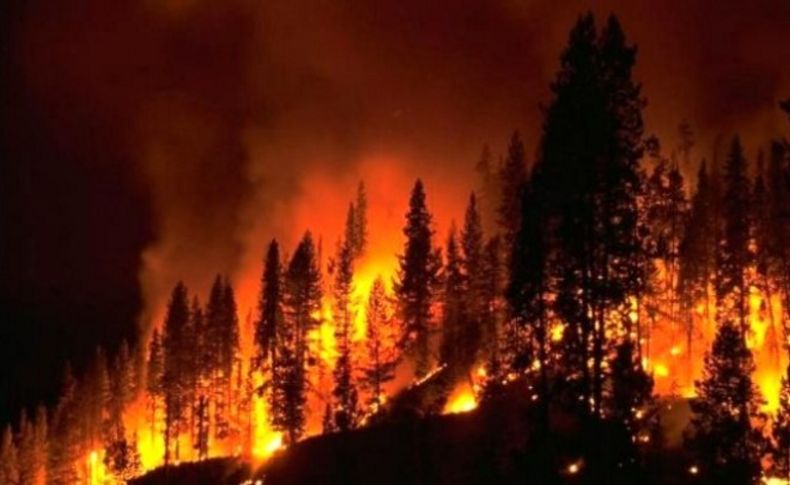 Bir haftada 645 hektar ormanlık alan yandı