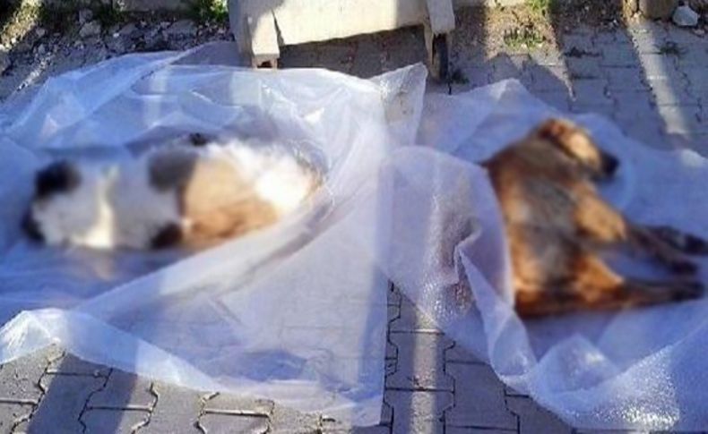 Bodrum'da köpek katliamı