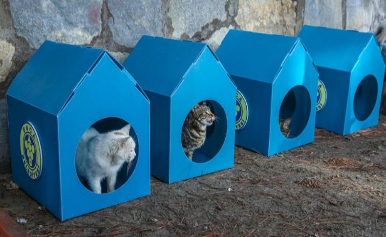 Buca Belediyesi’nden 80 yeni kedi evi