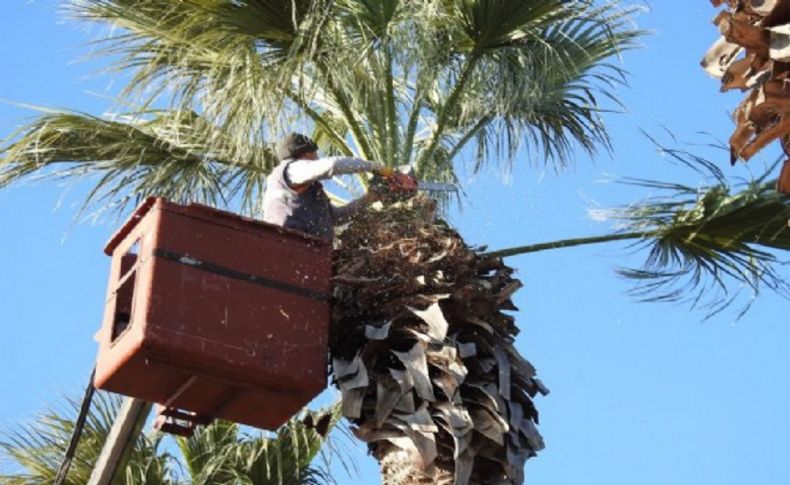 Çandarlı'da palmiyelere kışlık bakım
