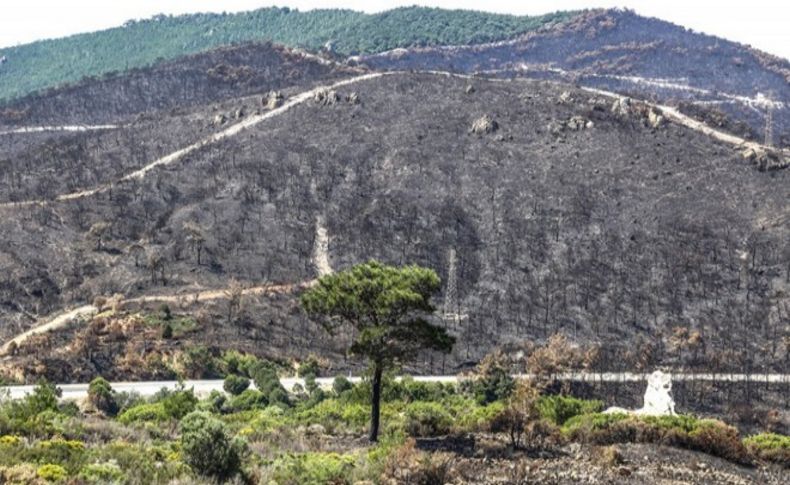 Foça'da yanan ormanda ağaçlandırma hazırlığı; 20 yılda yeşerecek