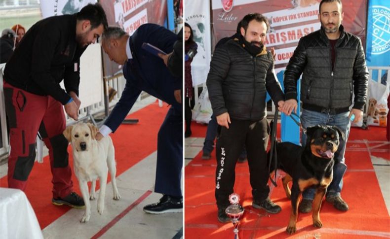 Gaziemir’de köpek ırkları yarışması