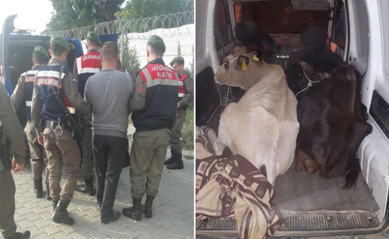 İzmir'de hayvan hırsızlığına 2 tutuklama