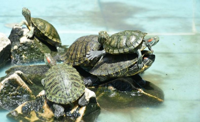 Süs havuzuna bırakılan kaplumbağaların keyfi yerinde