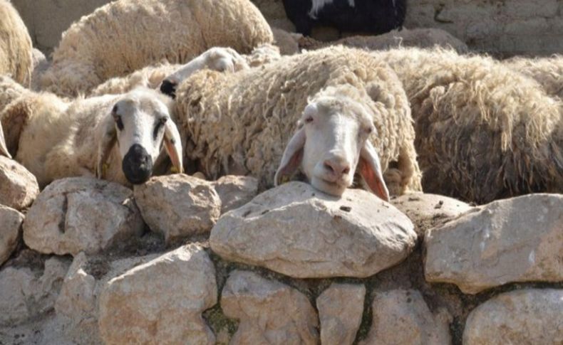 İzmir'deki keçi birliğine kayyum atandı