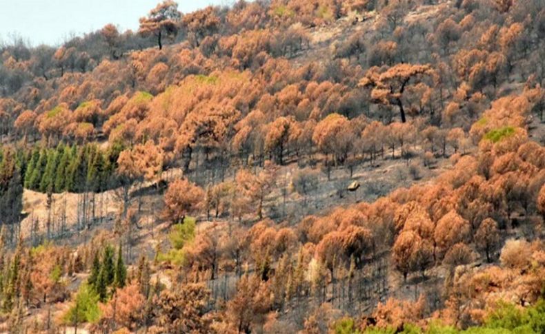 İzmir'deki orman yangınının çıkış nedeni araştırılıyor