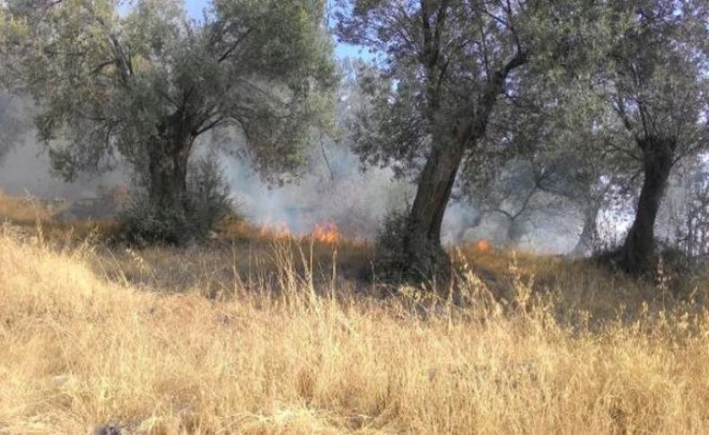 İzmir'deki yangında 30 dönümlük zeytinlik alan kül oldu