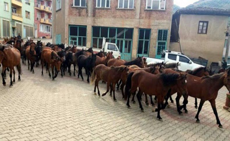 İzmir'in o ilçesinde at istilası