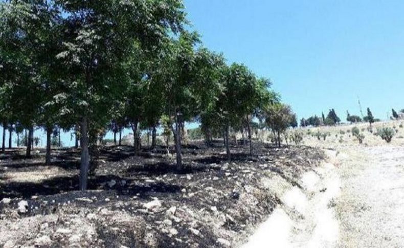 Kadifekale ağaçlandırma sahası yandı