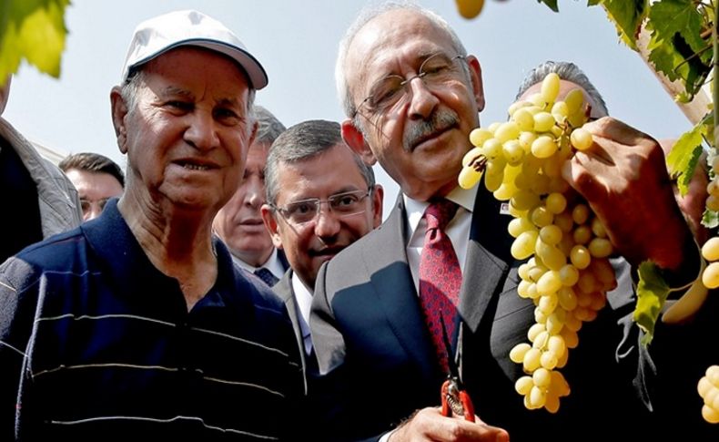 Kılıçdaroğlu, bağa girip üzüm kesti