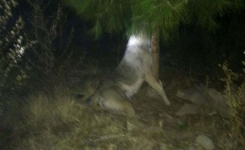 Manisa'da köpeği ağaca asarak öldürdüler