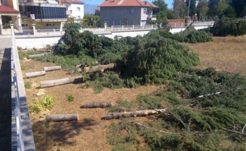 'Ölçümleri engelliyor' diye ağaçları kestiler