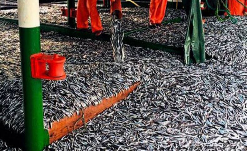 Moritanya balıkları Karadeniz hamsisini kurtaracak