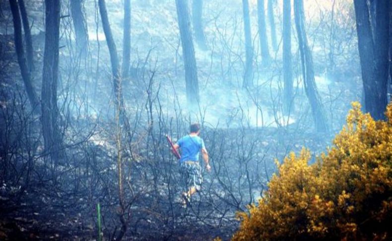 Tarım arazisinde başlayan yangın ormanı kül etti