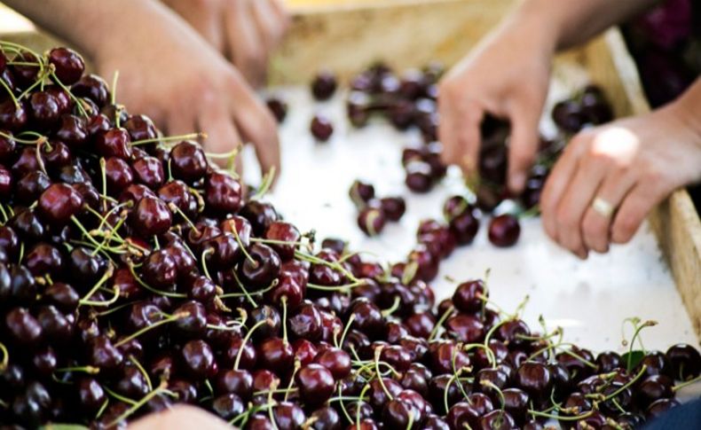 Türkiye ve Şili dünyaya kiraz ve üzüm ihraç edecek