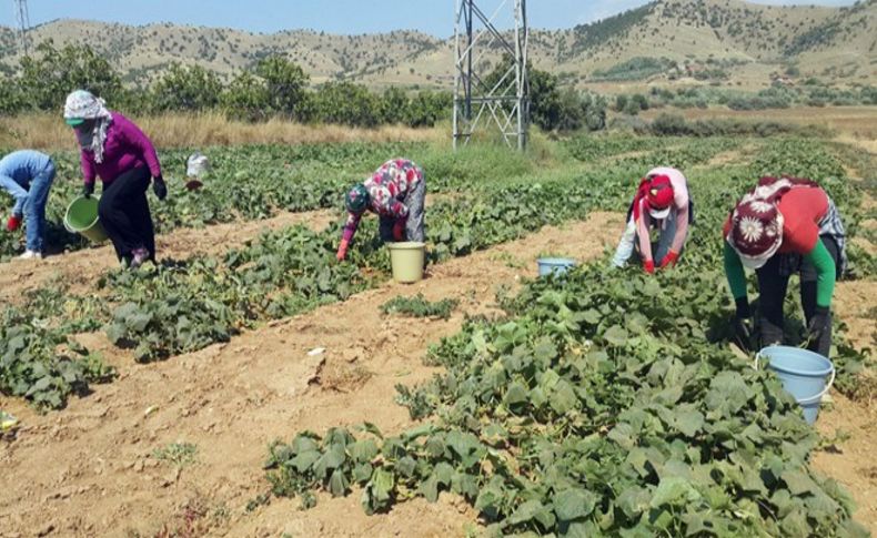 Yerli tarım işçisi bulunmayınca Suriyeliler devrede