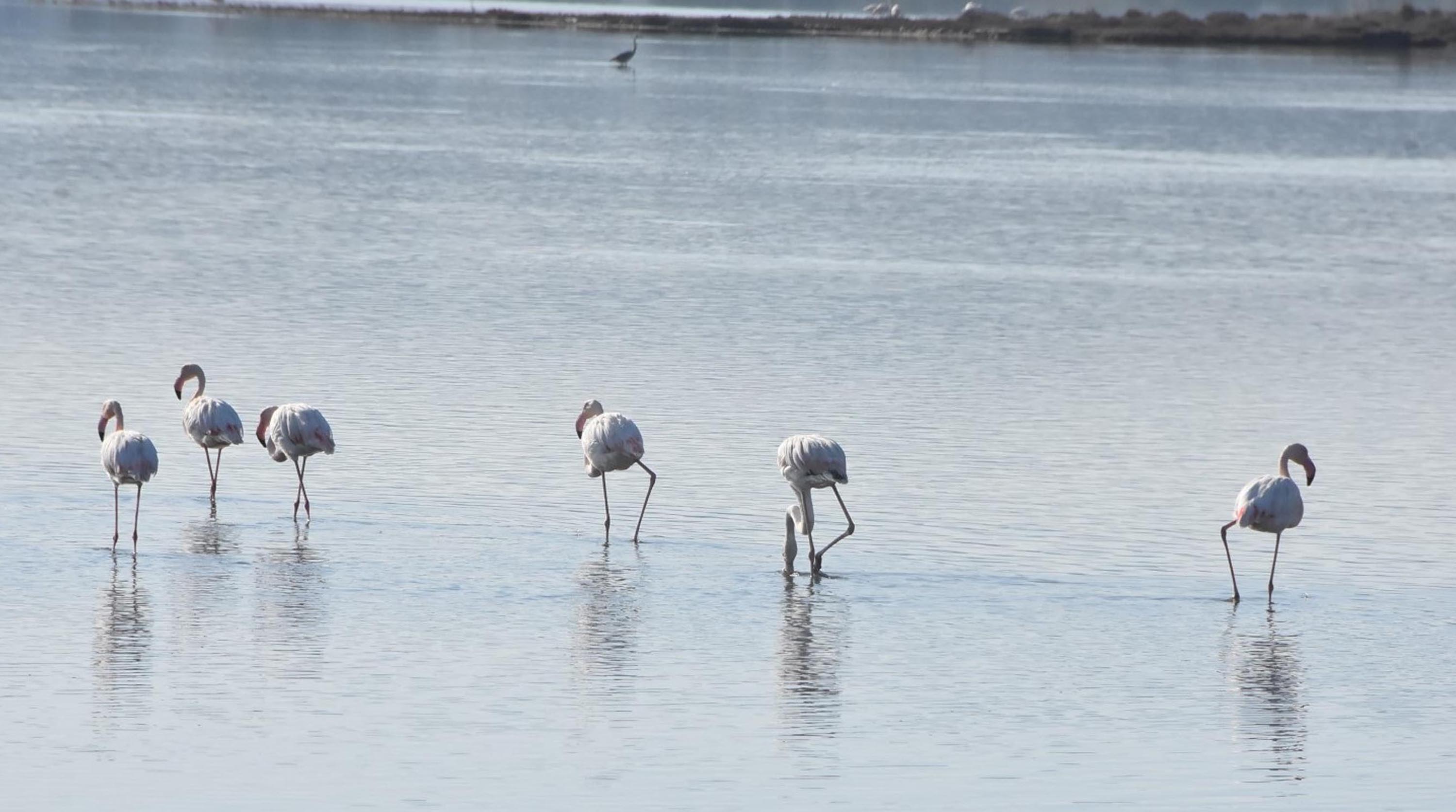 Flamingolara ev sahipliği yapan Tuzla Sulak Alanı'nda moloz yığınları