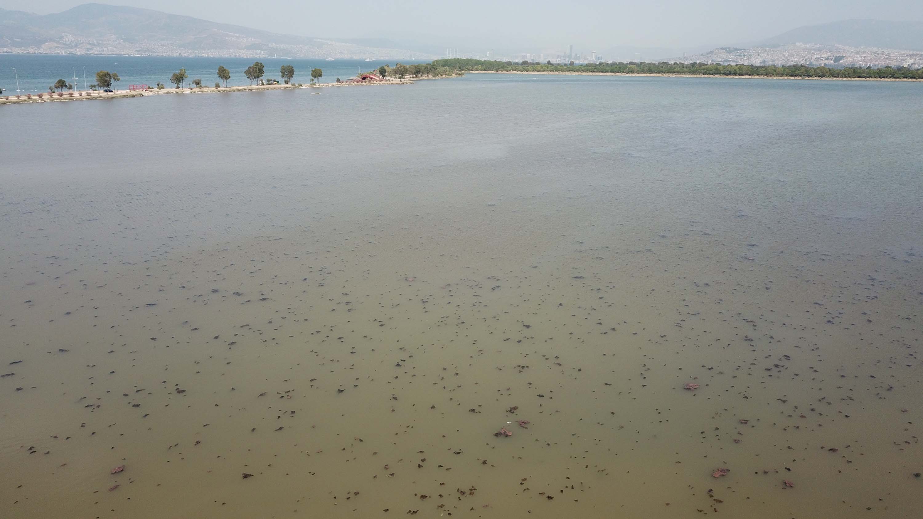 İzmir'de denizin rengi değişti