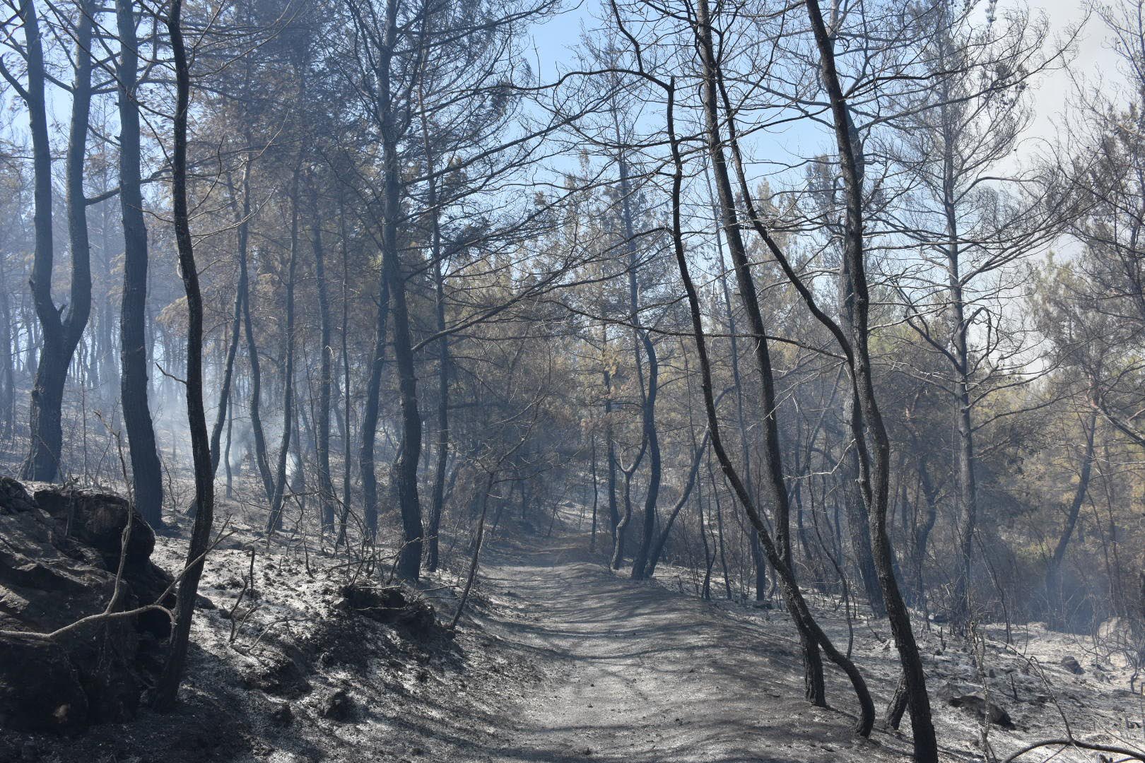 İzmir'de orman yangını