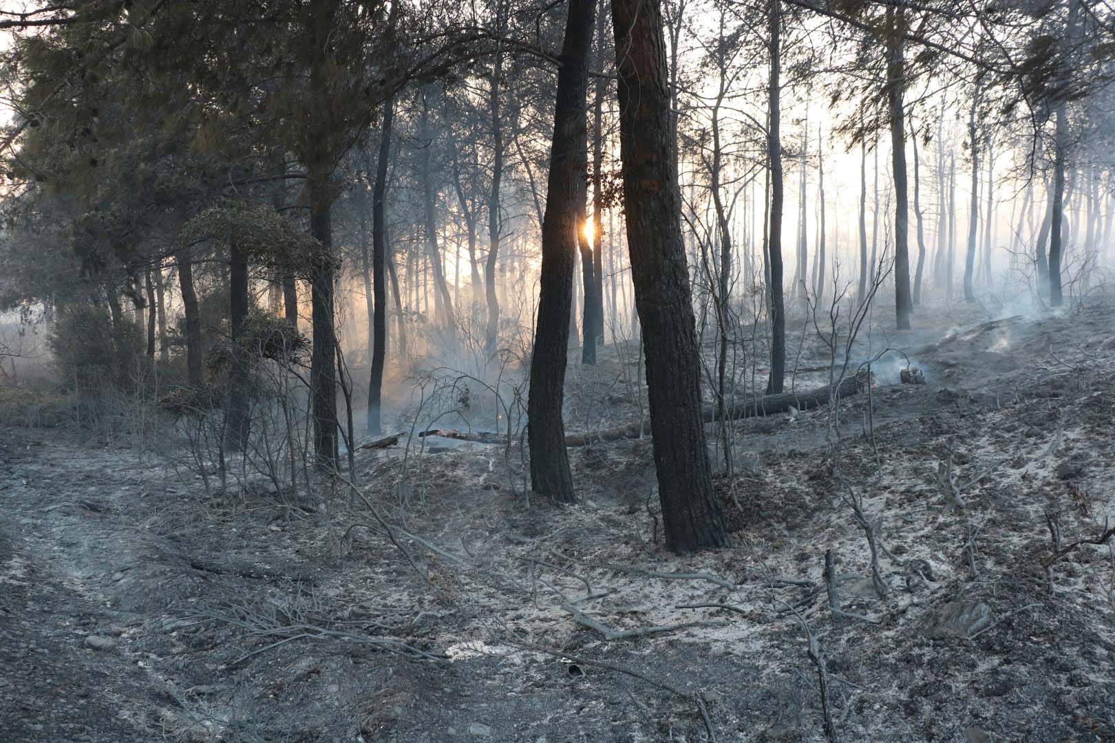 Selçuk'ta çıkan orman yangını Kuşadası'na da sıçradı