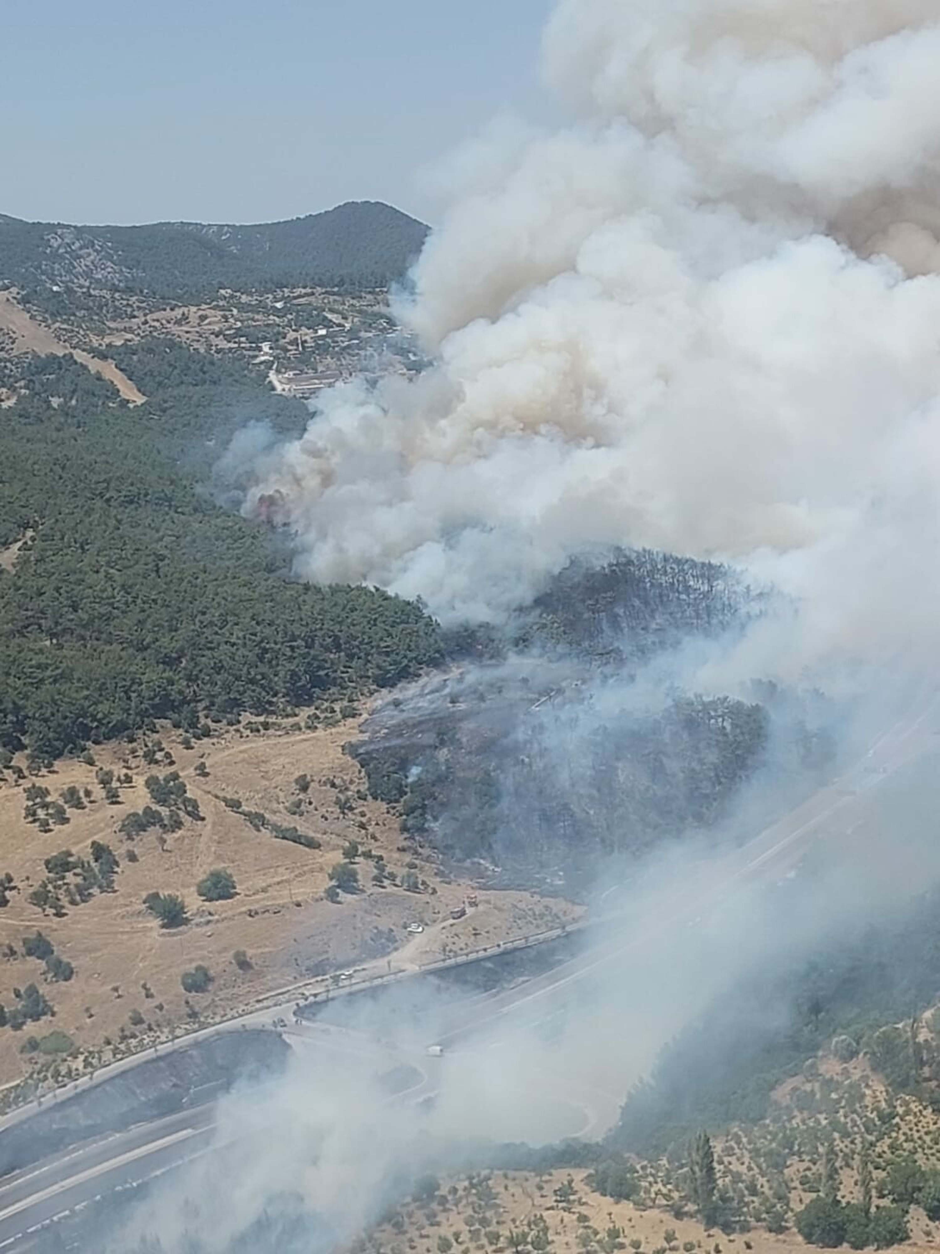 İzmir Bornova'da orman yangını