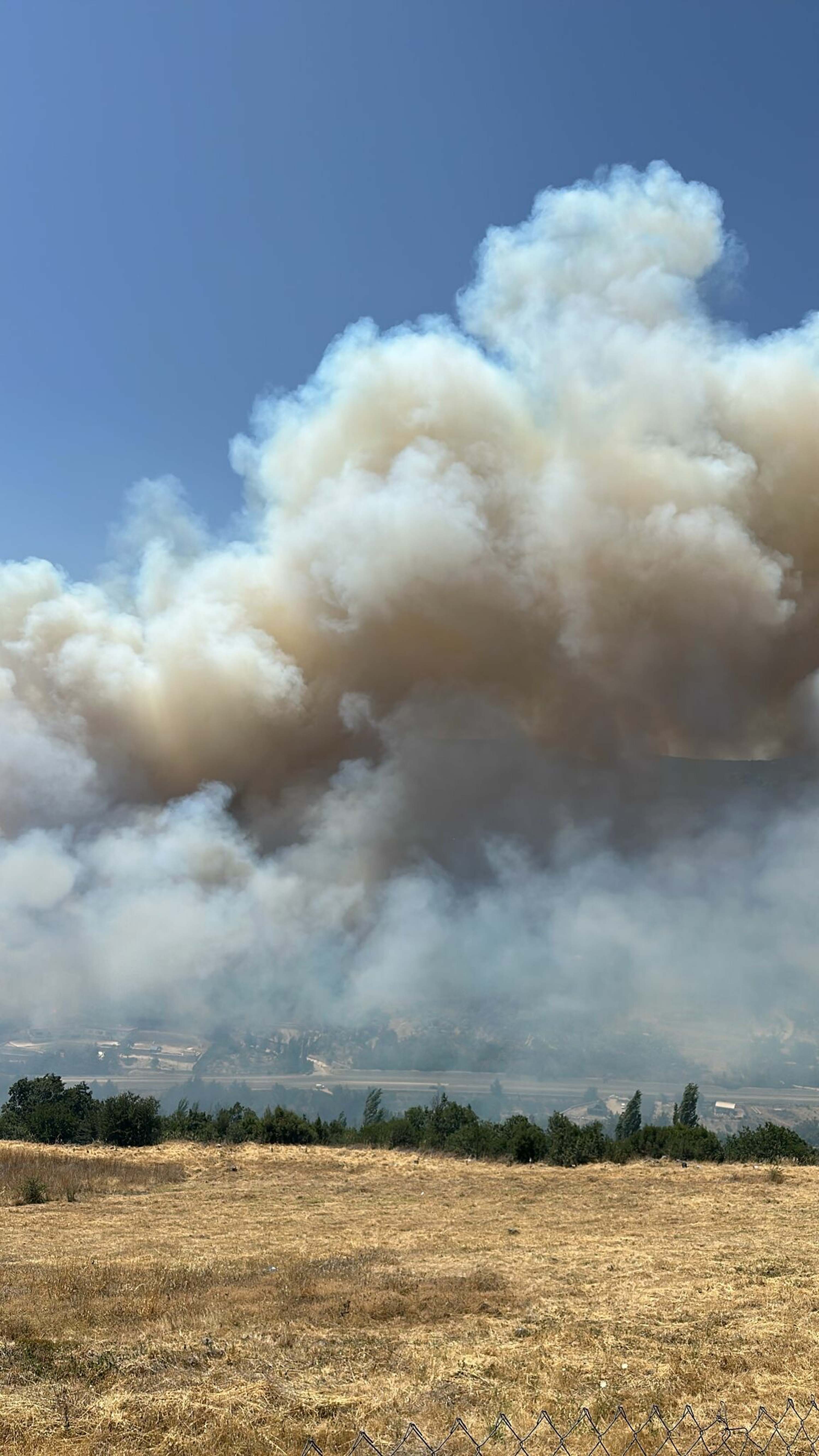 İzmir Bornova'da orman yangını