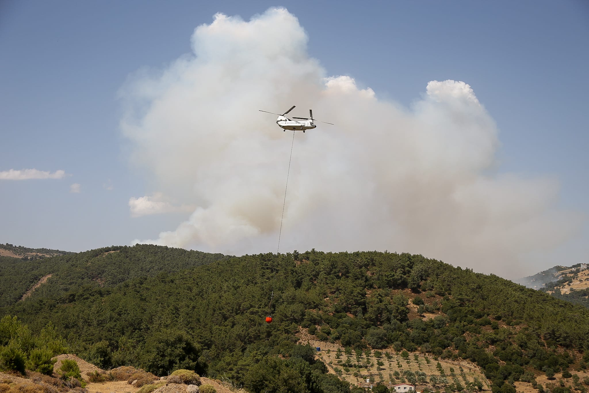 Bornova'da orman yangını