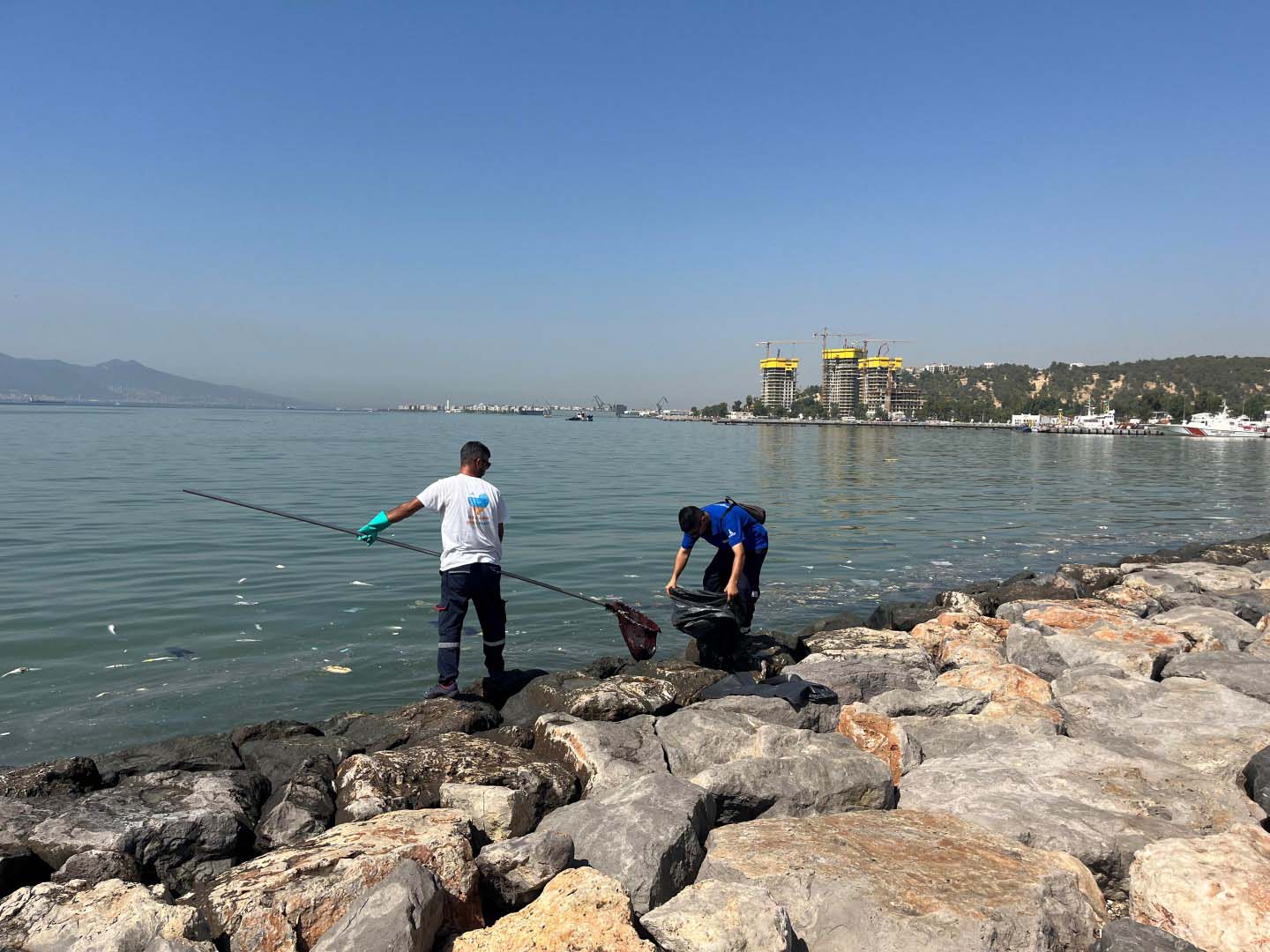 İzmir'de ölü balıklar kıyıya vurdu