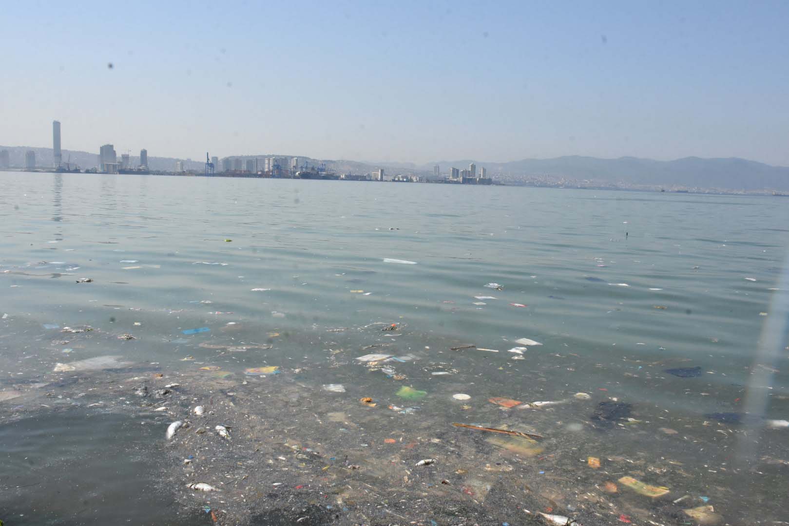 İzmir'de ölü balıklar kıyıya vurdu