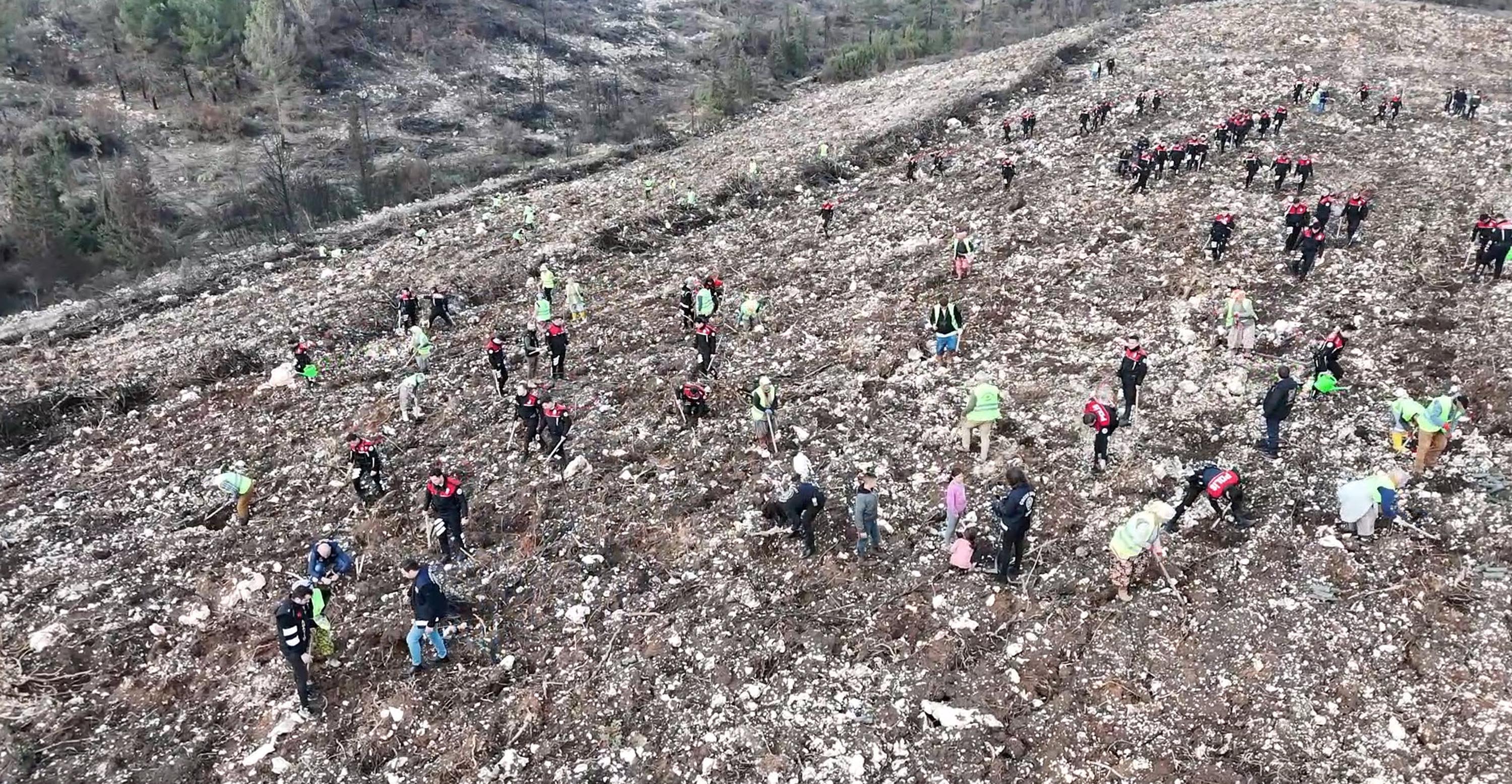 İzmir'de polisin diktiği fidanlar yanan ormanı yeşertecek