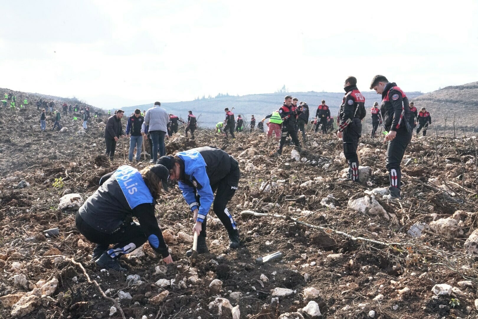 İzmir'de polisin diktiği fidanlar yanan ormanı yeşertecek