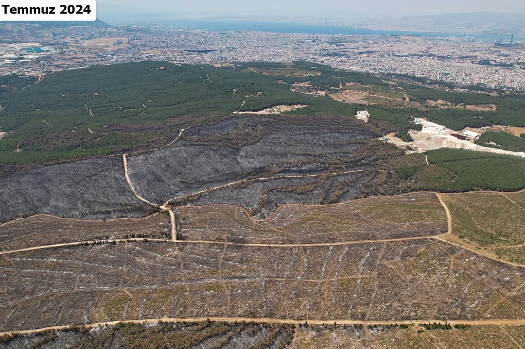 İzmir'de yanan ormanların yeşermesi için seferberlik