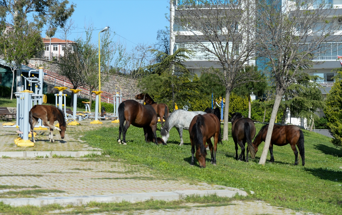 İzmir'de başıboş atlar ilginç görüntü oluşturdu