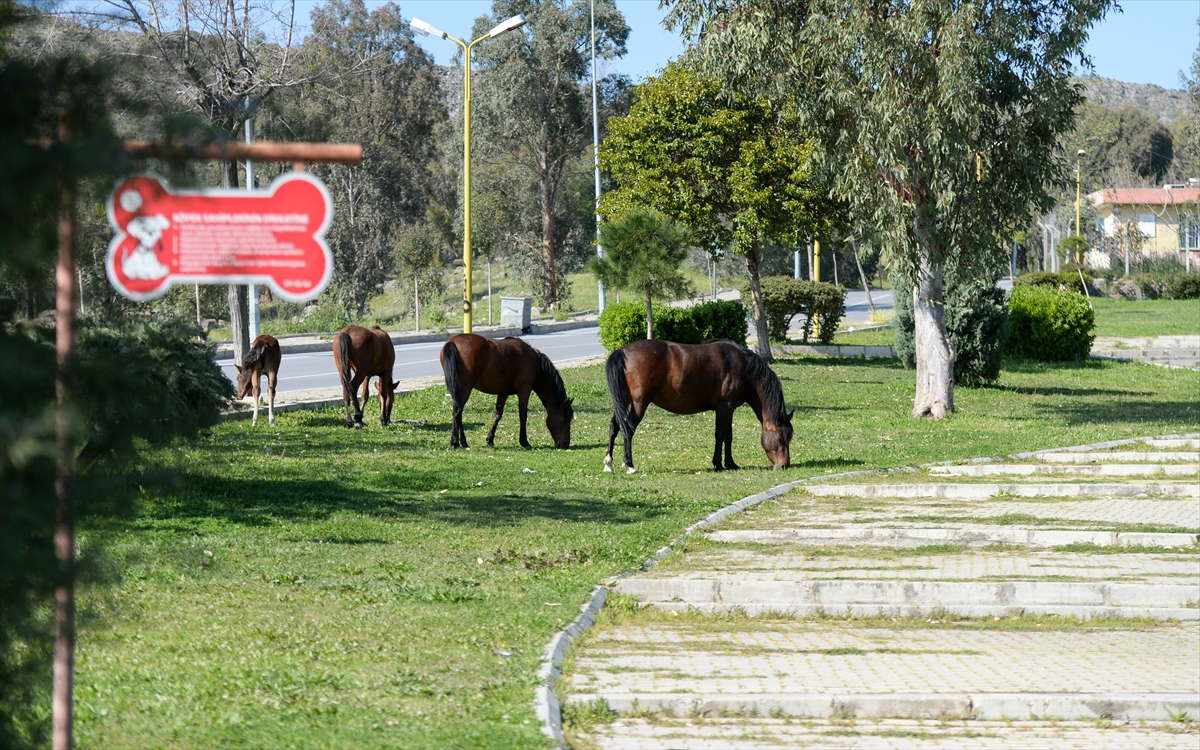 İzmir'de başıboş atlar ilginç görüntü oluşturdu