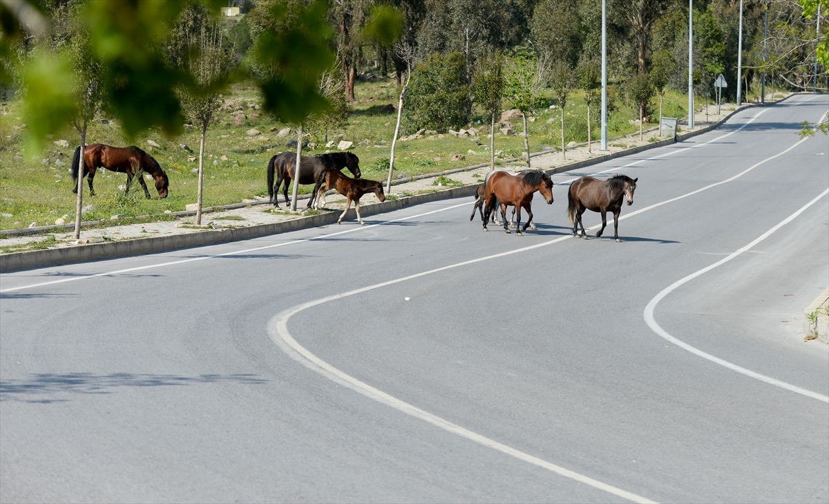 İzmir'de başıboş atlar ilginç görüntü oluşturdu