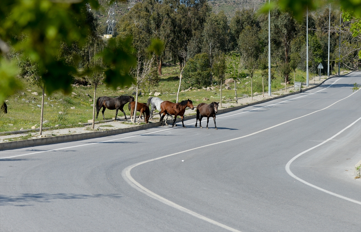 İzmir'de başıboş atlar ilginç görüntü oluşturdu