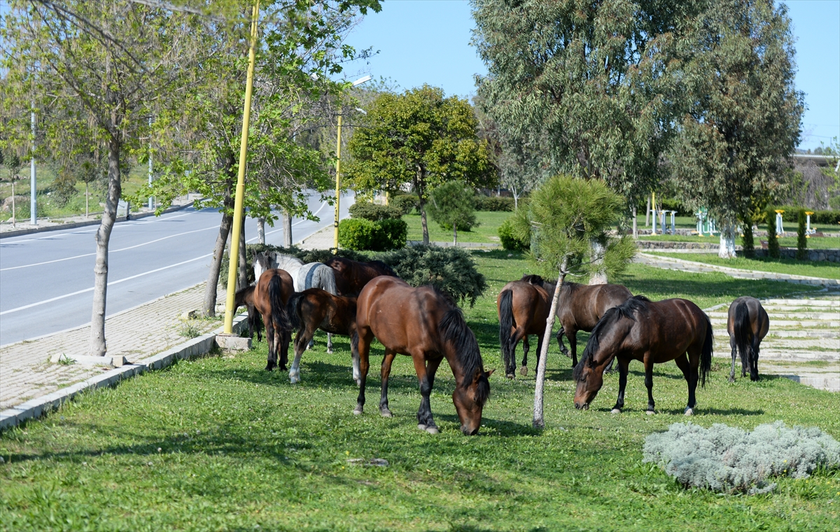 İzmir'de başıboş atlar ilginç görüntü oluşturdu