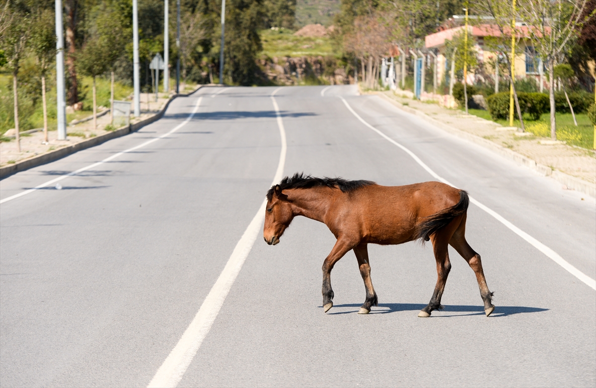 İzmir'de başıboş atlar ilginç görüntü oluşturdu