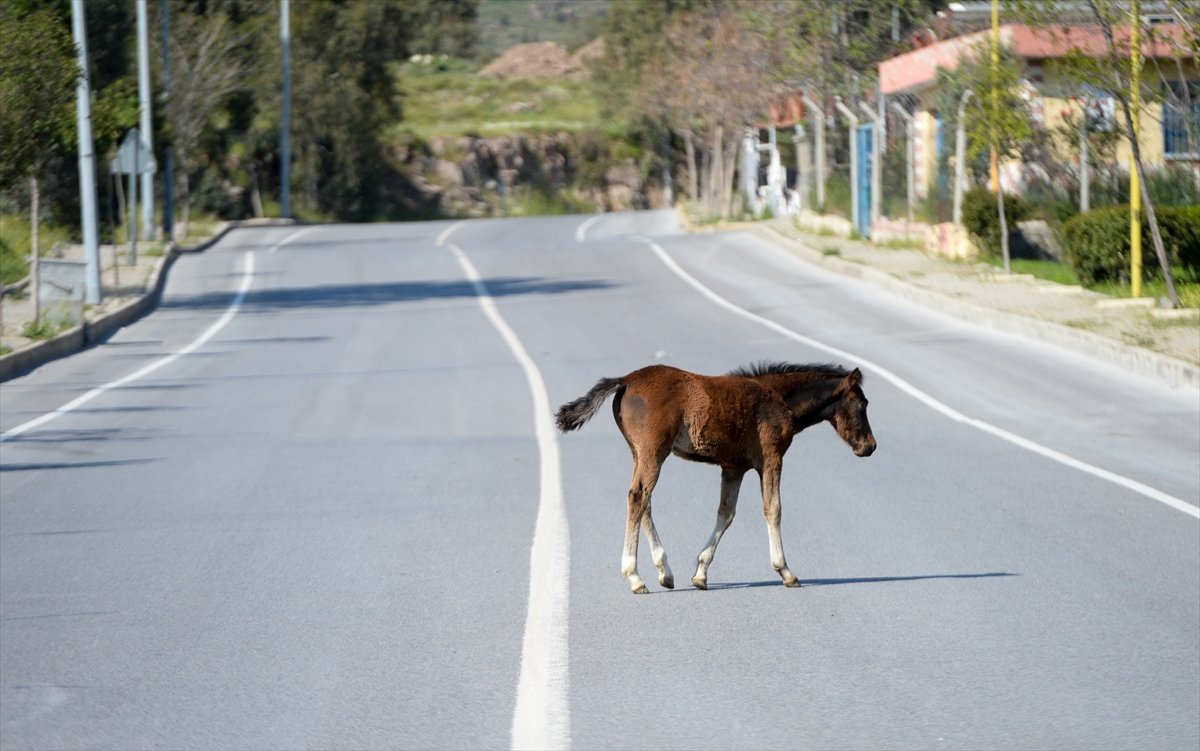 İzmir'de başıboş atlar ilginç görüntü oluşturdu