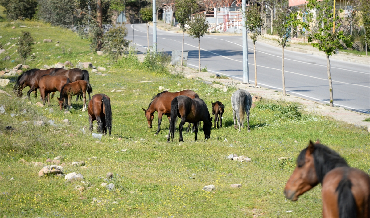 İzmir'de başıboş atlar ilginç görüntü oluşturdu