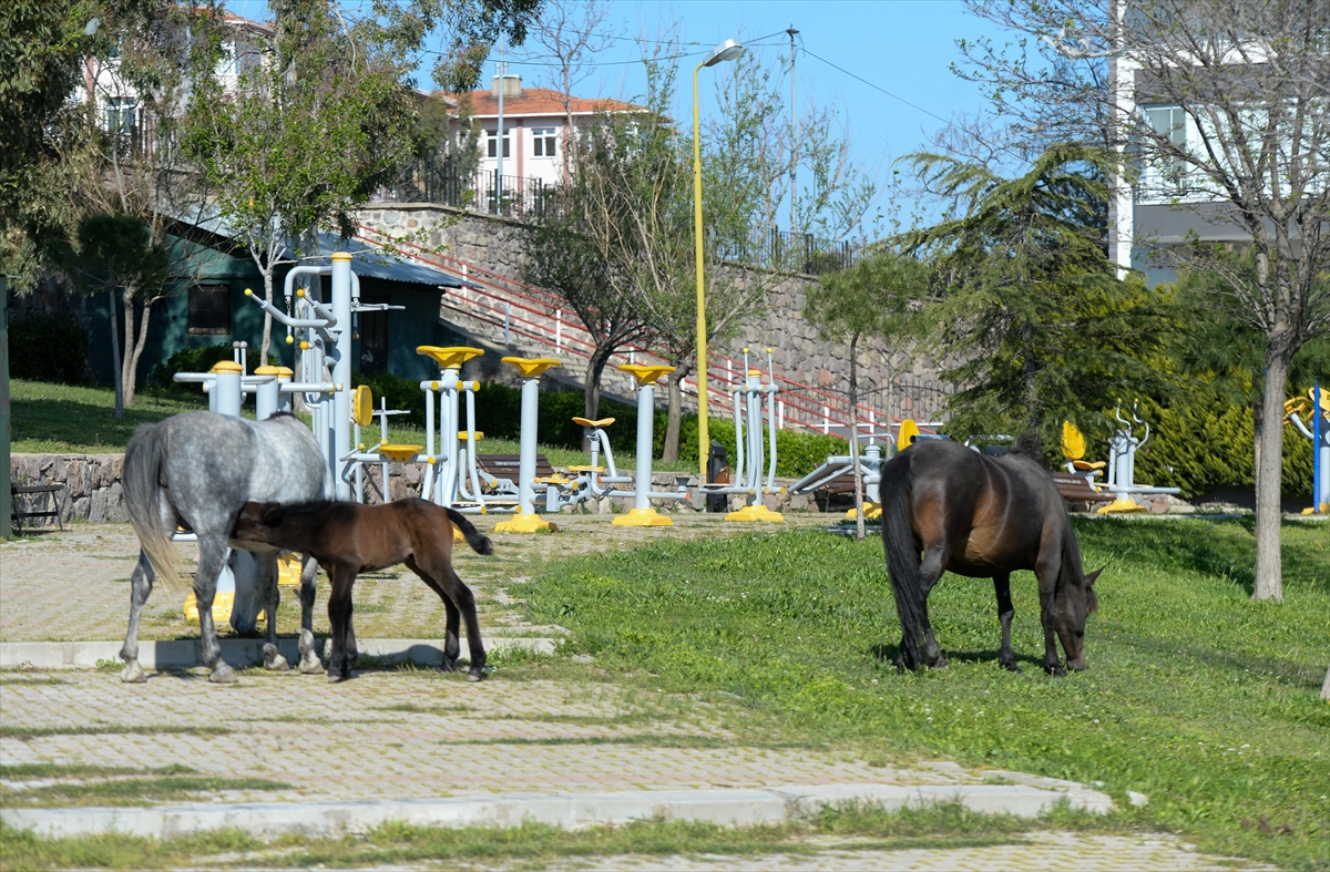 İzmir'de başıboş atlar ilginç görüntü oluşturdu