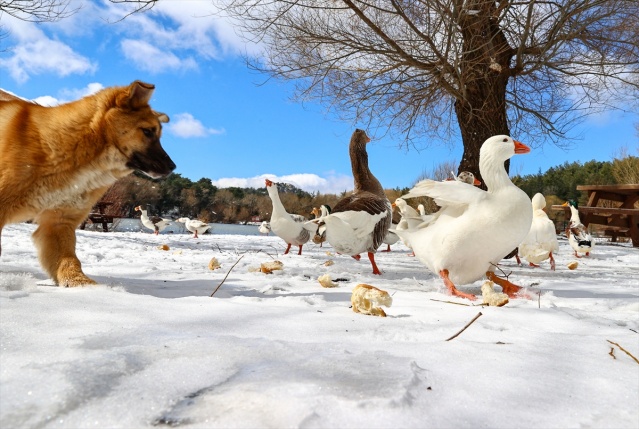 Karagöl Tabiat Parkı beyaza büründü