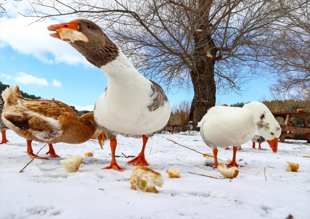 Karagöl Tabiat Parkı beyaza büründü