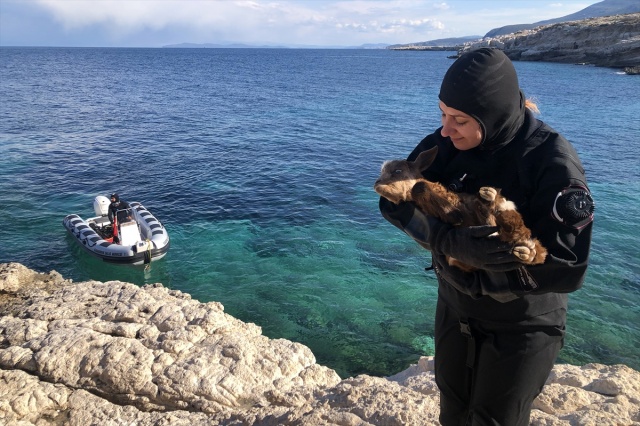 İzmir'de adada yaşayan engelli oğlak, dalgıçların çabasıyla tedavi altına alındı