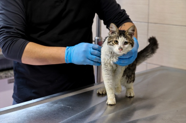 İtfaiye ekiplerinin alevlerden kurtardığı kedi, sahibini bekliyor